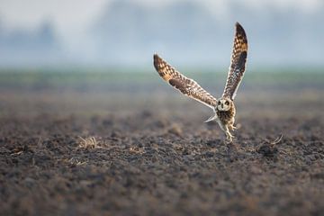 Short-eared owl by Pim Leijen