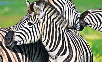 Zebra's in het wild van Werner Lehmann