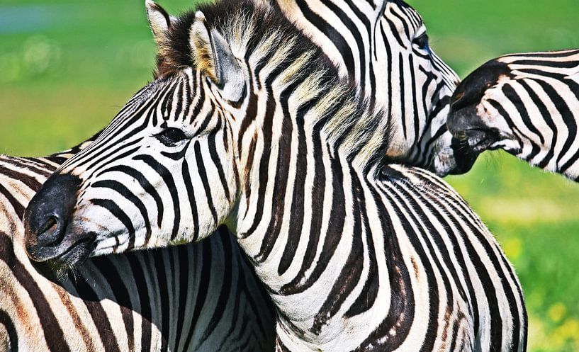 Zebras in Freier Wildbahn von Werner Lehmann