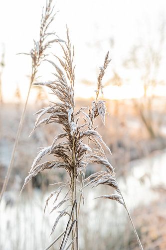 Prachtige kleuren tijdens de zonsopkomst