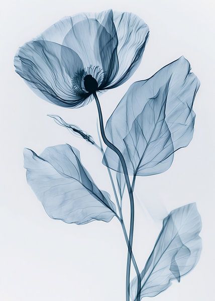 X-rayed Flower by Andreas Magnusson