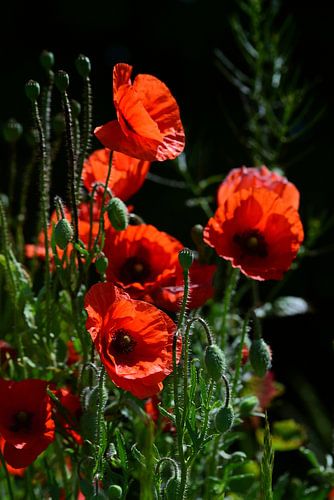 Wilde rode papaver bloeit tegen een donkere achtergrond