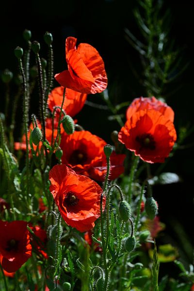 Wilder roter Mohn blüht vor dunklem Hintergrund von Ulrike Leone