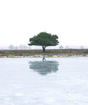 Dwingelderveld (Nederland) van Marcel Kerdijk