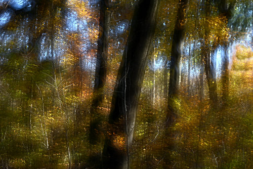 FAIRY TALE FOREST 21