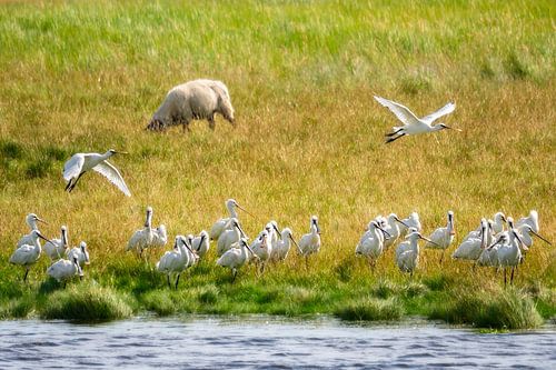 Lepelaars in de groep