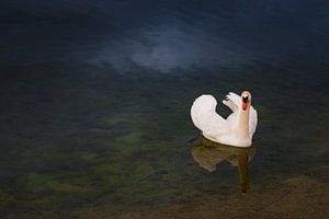 Mute swan von Pim Leijen