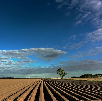 Crêtes de pommes de terre dans la province de Groningue (carré) sur Bo Scheeringa Photography