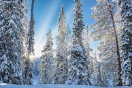 Sonnenuntergang im verschneiten Wald, Finnland von Rietje Bulthuis Miniaturansicht