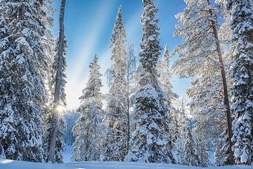 Sonnenuntergang im verschneiten Wald, Finnland von Rietje Bulthuis