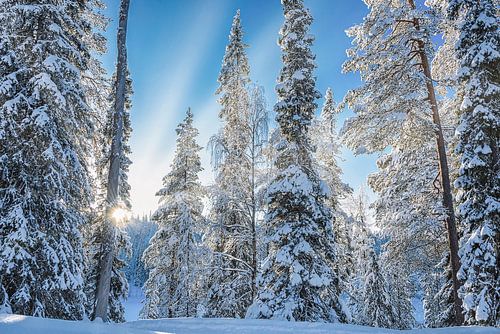 Zonsondergang in besneeuwd bos, Finland