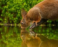 Squirrel quenches its thirst