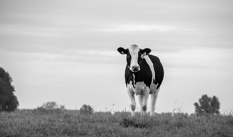Koe in weiland op de dijk in Nederland in de polder in Zwartwit van Jacoline van Dijk