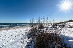 Winter: Dünengras,  Schnee am Strand in Juliusruh auf Rügen