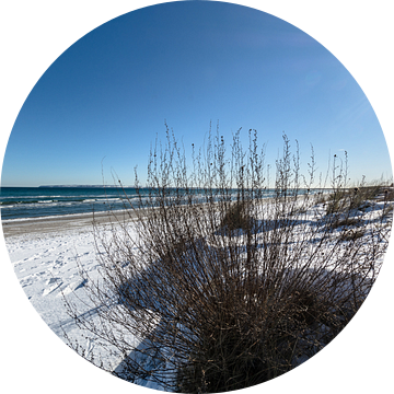 Winter: Duingras, sneeuw op het strand in Juliusruh op het eiland Rügen van GH Foto & Artdesign