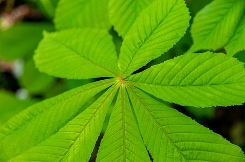 Gros plan d'un marronnier d'Inde au printemps