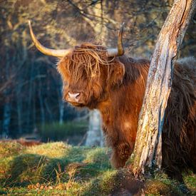 Schottischer Highlander in Applecross von Pascal Raymond Dorland