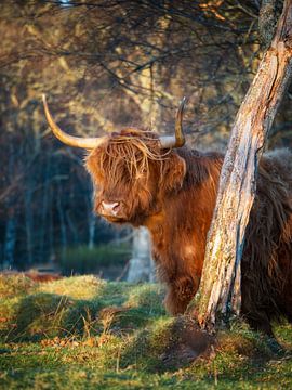 Schottischer Highlander in Applecross