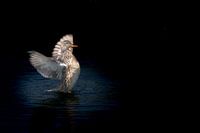 Le canard déploie ses ailes