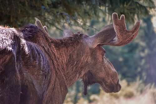 Wild Moose in Profile with Velvet Antlers