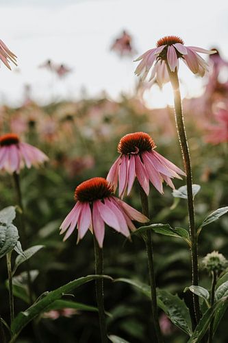 Summer Echinecea Field, Still Life, Netherlands, Purple Flowers, Sunflower, Flower Garden