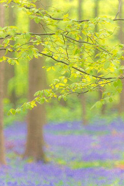 Beukenboom met frisgroene bladeren in een bos van wilde hyacinten van Sjoerd van der Wal Fotografie