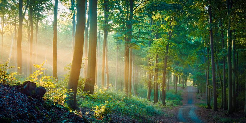 Forest in the light by Martin Wasilewski