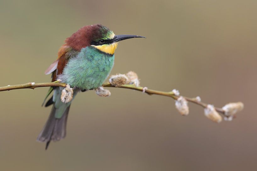European Bee-eater (Merops apiaster) by Ronald Pol