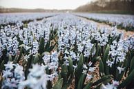Pastel blauwe bloemen | Noordwijkerhout Zuid-Holland | Nederland, Europa van Sanne Dost thumbnail