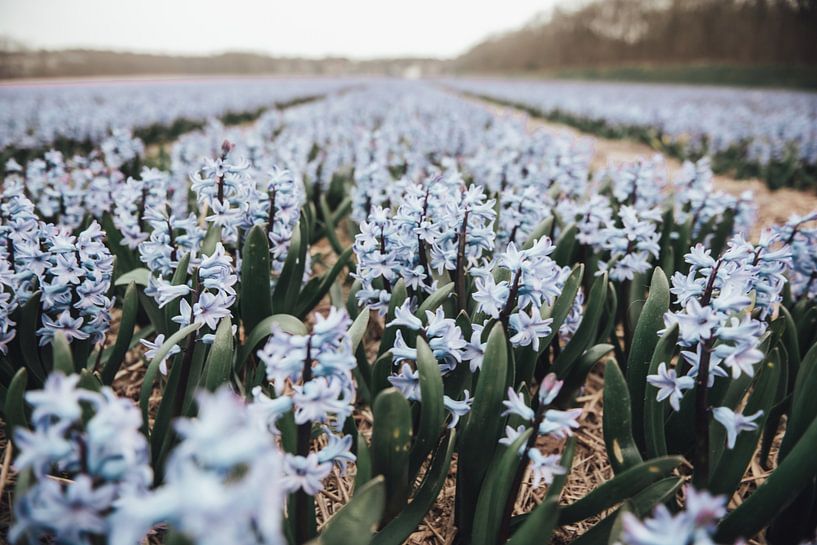 Pastel blauwe bloemen | Noordwijkerhout Zuid-Holland | Nederland, Europa van Sanne Dost