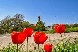 nieuwe vuurtoren Cape Arkona, rode tulpen van GH Foto & Artdesign