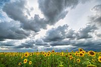 Threatening clouds over a field of sunflowers