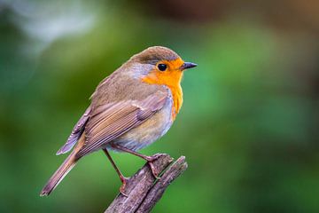 Robin by Kim Claessen