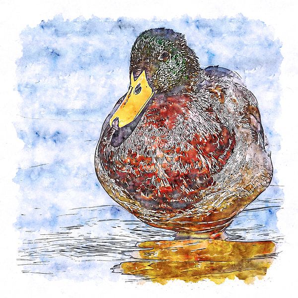 Male duck (watercolour) by Art by Jeronimo