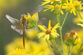 Steenrode Heidelibel op bloem van Jeroen Stel