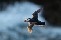 Macareux dans la tempête