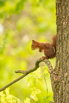 Squirrel, Red Squirrel. Sciurus vulgaris by Gert Hilbink