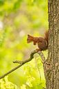 Eichhörnchen, Rotes Eichhörnchen. Sciurus vulgaris von Gert Hilbink Miniaturansicht