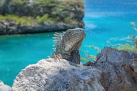 Iguana @ Playa Lagun Curaçao