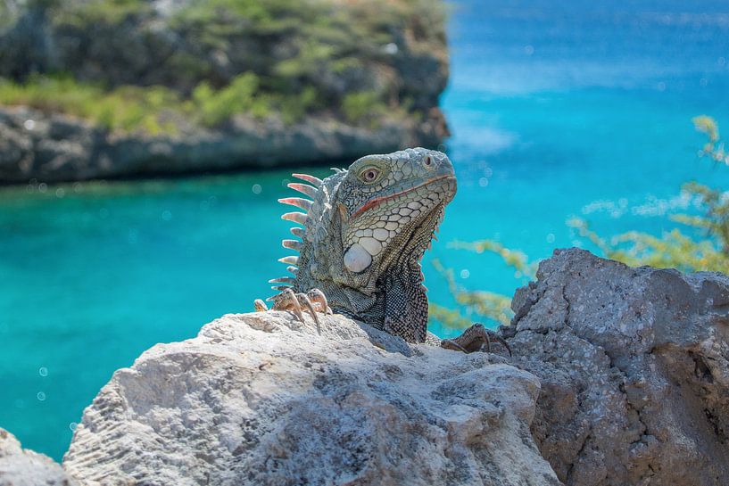 Iguana @ Playa Lagun Curaçao van Maikel van Willegen Photography