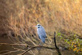 grey heron by Tim Voortman