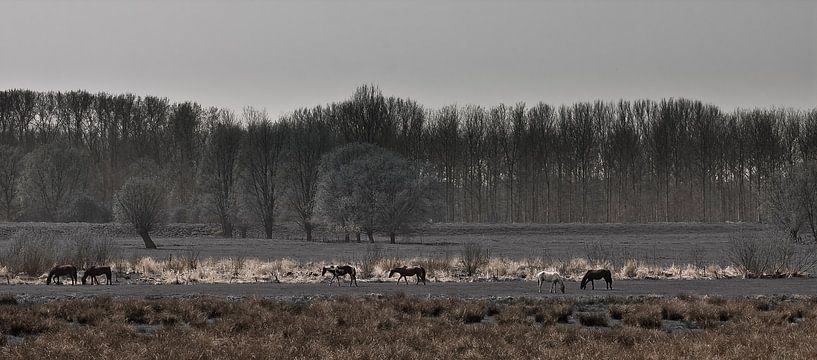 Paarden van Jos Verhoeven