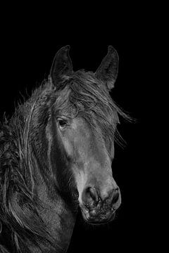 Fries Paard, portret van Gert Hilbink