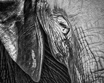 Zwart wit close up van olifant in het wild