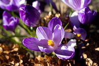Crocussen in het zonlicht 1