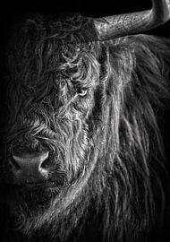 Schotse Hooglander van Karel Ton