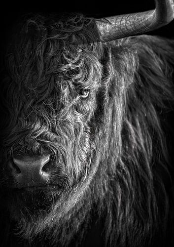 Scottish Highlander by Karel Ton