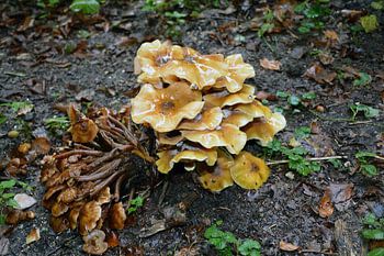paddestoelen na regen