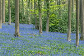 Bluebells in Brakelbos by Sven Scraeyen