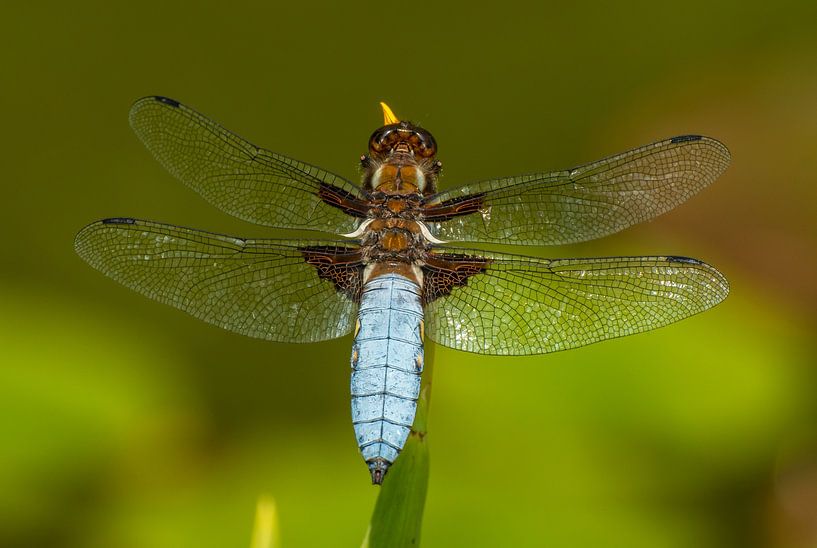 Plattbauchlibelle von Harry Punter